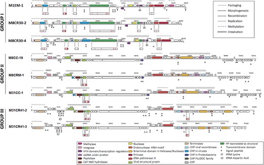 Genomic organization of Salinibacter ruber viruses. The genome of each virus is represented with a line and ORFs are represented with arrows. Every ORF is colored according to its predicted function (see legend). ORFs with transmembrane segments or signal peptides are labeled with ^ and *, respectively. Proteins detected using LC-MS/MS are represented as small boxes below the corresponding ORF, with red bars marking the detected parts.