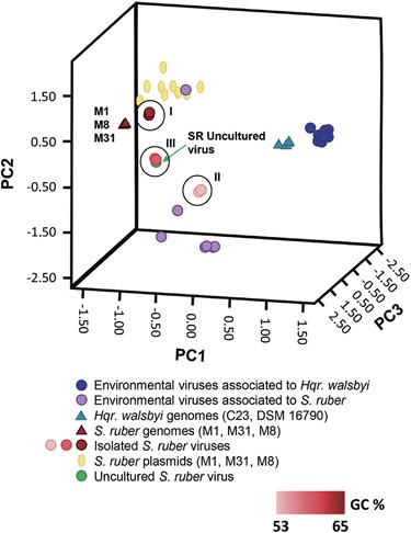 principal component analysis of the tetranucleotide frequencies in S. ruber strains and their isolated and environmental viruses as well as S. ruber and Hqr. walsbyi strains and environmental viruses. The viruses isolated in this work are colored in increasing shades of red, according to their GC content.