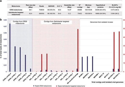 Characteristics of CR30 and S. ruber-targeted metaviromes. (a) Overall traits of both metaviromes. BLASTn: percentage of sequences shared between metaviromes at 98.5% identity. (b) Abundance of different viral genomes (either >5 kb metagenomics contigs or genomes from isolated S. ruber viruses) in the CR30 and targeted metaviromes. Abundances in CR30 and the targeted metavirome are represented, respectively, as blue (left scale, 0–0.08%) and red (right scale, 0–60%) bars. Left panel: abundance of contigs retrieved from CR30 metavirome; notice that these contigs are under the detection limit in the targeted metavirome. Central panel: abundance of contigs retrieved from the targeted metavirome; each of these contigs is present in low amounts in CR30 metavirome and makes up almost 20% of the targeted metavirome. The last bar represents the SR-uncultured virus genome obtained after extending SAL_contig_1 and SAL_contig_2. Right panel: percentage of reads recruited in the metaviromes by the isolated S. ruber viruses described in this work.