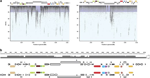 Presence of group III S. ruber viruses in the targeted metavirome. (a) BLASTn search of S. ruber-targeted metavirome reads against S. ruber viral genomes (left: M31CR41-2, right: uncultured S. ruber viral genome retrieved from the targeted metavirome). The figures represent the reads recruited by genome position (x axis) and identity (y axis). (b) Alignment between M31CR41-2 (top) and the uncultured viral genome (bottom). The asterisk shows the position of the sugar-binding domain mentioned in the text.