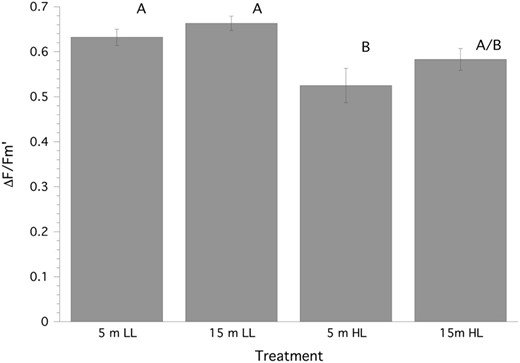 Steady state quantum yield (∆Fv/Fm′) of PSII fluorescence (mean ± SE) for Stylophora pistillata. LL = 150 µmol quanta m−2 s−1, HL = 500 µmol quanta m−2 s−1. Treatment groups (n = 7 samples per group) with similar superscripts are not significantly different from each other