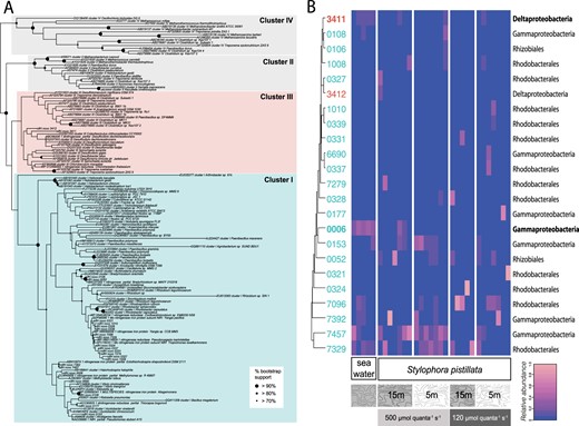 nifH diversity recovered from Stylophora pistillata. a Maximum-likelihood topology of nifH sequences, rooted with non-nitrogen-fixing Cluster IV (see Fig. S1 for expanded nifH phylogeny). Novel nifH phylotypes from S. pistillata are denoted as “nifH novo” and boot strap >70% is indicated on applicable nodes. b Relative abundance of nifH phylotypes across S. pistillata samples by treatment. nifH phylotypes are hierarchically clustered by abundance similarity. Newly recovered nifH novo phylotypes are colored to match cluster of origin in b