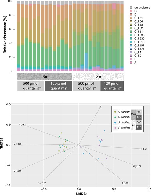 Symbiodinium spp. diversity recovered from Stylophora pistillata treatment groups (n = 7 samples per group). a. Relative abundances of Symbiodinium phylotypes across S. pistillata coral samples. b. Non-metric MDS plot of Symbiodinium diversity across S. pistillata samples. Vectors are shown for Symbiodinium spp. phylotypes that differed significantly across treatments