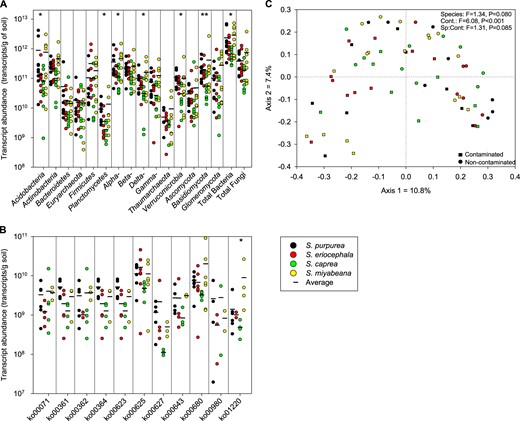 General transcript abundance patterns in the rhizosphere. Normalized transcript abundance summed for a bacterial and fungal phyla and classes and b KEGG pathways (ko’s) involved in hydrocarbon degradation in the rhizosphere of the willow species S. purpurea, S. eriocephala, S. caprea, and S. miyabeana growing in contaminated soils and c principal coordinate analysis of Bray–Curtis dissimilarity calculated from the normalized transcript abundance matrix for the rhizosphere of the willow species S. purpurea, S. eriocephala, S. caprea, and S. miyabeana growing in contaminated and non-contaminated soils. For a and b, dots are values for individual samples and the black bar represents the average. *P < 0.05, **P < 0.01 in ANOVA tests comparing the summed transcript abundance between different species. ko0071: fatty acid degradation; ko00361: chlorocyclohexane and chlorobenzene degradation; ko00362: benzoate degradation; ko00364: fluorobenzoate degradation; ko00623: toluene degradation; ko00625: chloroalkane and chloroalkene degradation; ko00627: aminobenzoate degradation; ko00643: styrene degradation; ko00680: methane metabolism; ko00980: metabolism of xenobiotics by cytochrome P450; ko01220: degradation of aromatic compounds