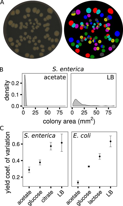 The variance in colony yields depends on the species and environment. a A snapshot of S. enterica colonies on LB media (left) and the yields (areas) of those colonies determined by automated image analysis (right). b Kernel density distributions of S. enterica colony yields grown on acetate or LB. c The coefficient of variation of colony yields for each species on each carbon source. Error bars are standard error of mean. Four to eight Petri dishes are included in each point