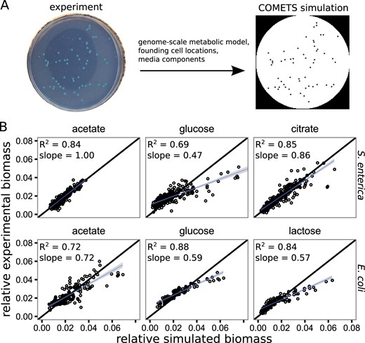 Genome-scale metabolic modeling recapitulates the variance in colony yields. a We used genome-scale metabolic modeling in the COMETS platform to test the mechanisms generating the observed variance in colony yields. The relevant genome-scale metabolic model was seeded into an environment at the sites from which colonies initiated in experiments. Dynamic flux-balance analysis calculations and subsequent metabolite and biomass diffusion were carried out in discrete time steps for a duration mimicking the laboratory experiments. b A comparison of the relative colony yields measured in experiments (y-axis) to the relative colony yields predicted by the COMETS simulations (x-axis) for the treatments accessible with COMETs (defined media, i.e., not LB). Each facet contains data from four to eight Petri dish experiments/simulations. The black line has slope = 1 and intercept = 0, while the blue lines and surrounding gray are linear regression lines with standard error. A high R2 suggests that the relative spatial effects are captured by the model, while a slope close to 1 suggests an accurate prediction of amount of variance in colony yield