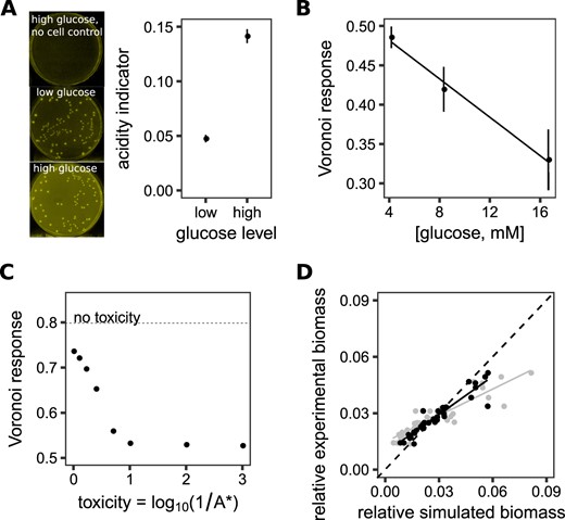 Generation of toxic waste reduces the Voronoi response. aS. enterica colonies grown on Petri dishes with glucose concentration below (low) or above (high) the Crabtree threshold, which is the glucose concentration when acetic acid is produced during growth in the presence of oxygen. The Petri dishes contained the pH dye bromothymol blue, which is dark green at neutral pH and becomes yellow as it acidifies. High glucose dishes had higher acidity despite less total growth (see Supplementary Methods for image analysis of yellow intensity, Supplementary Figure 3F for yield data). b The Voronoi response as a function of glucose concentration. Both the 8 and 16.6 mM concentrations are at or above the Crabtree threshold. c The Voronoi response after 150 h in the simplified models modified so that toxic metabolites are generated as biomass grows. The model parameter A* is a measure for the effect of toxicity on growth (see Methods/main text). The dotted line indicates the Voronoi response when toxicity is removed from the model. d Scatter plots of a simulation mimicking S. enterica grown on a glucose Petri dish, without (gray) or with (black) toxicity in the model. The x-axis is the relative biomass in simulation, and the y-axis is the relative biomass measured in the experimental Petri dish. Adding toxicity significantly improved the fit, by bringing the relationship between the x and y data closer to the line with slope 1 passing through the origin (shown with the dashed line)