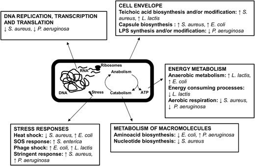 Examples of bacterial responses to phage exposure identified with different “omics” analyses. The drawing depicts a bacterial cell showing the physiological processes that changed upon phage predation. In most cases, there was a synchronized infection of the bacterial population with a virulent phage or induction of the lytic cycle in lysogenic bacteria. However, in the case of S. aureus, data represent differences between a biofilm subject to low-level predation with a lytic phage and a control biofilm