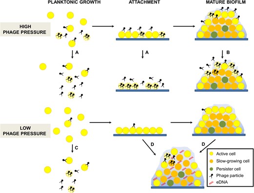 Interplay between bacteriophages and bacterial biofilms. Cell aggregation may favor phage propagation in planktonic cultures or attached cells not surrounded by a matrix. (a) especially if phage pressure is high, resulting in complete eradication of the microbial population. However, arrangement of the cells in a mature biofilm will delay penetration of the viral particles and slow down the infection (b). When phage pressure is low, attachment to a surface may be the difference between life and death. Indeed, planktonic cells may eventually be eradicated by the virus (c) whereas the biofilm lifestyle may delay phage propagation thanks to the matrix and the lower metabolic rate of cells in deep layers of the biofilm (d). Moreover, there are examples of increased eDNA or polysaccharide production in response to viral predation (d) thereby enhancing biofilm formation and/or stability