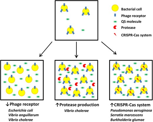 Regulation of phage susceptibility by quorum-sensing (QS) signaling. Bacterial cells control their antiphage strategy depending on cell density through QS signals. Thus, accumulation of QS molecules may trigger different strategies depending on the microorganism that will ultimately result in a greater ability of the bacterial population to withstand a phage attack
