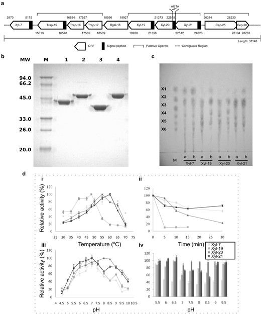 Biochemical characterization of the four xylanases on the fosmid contig00057. a Schematic organization of lignocellulase genes on contig00057. b 12% SDS–PAGE analysis of the four purified xylanases. Lanes: M, protein molecular weight marker; lane 1–4: purified recombinant proteins for Xyl-ORF7, Xyl-ORF19, Xyl-ORF20 and Xyl-ORF21, with molecular weights of 45.1, 51.3, 42.3 and 53.9 kDa, respectively. c TLC analysis. Marker (M), xylose (X1), xylobiose (X2), xylotriose (X3), xylotetraose (X4), xylopentose (X5), and xylohextose (X6). a hydrolytic products of 10 min of the four xylanases against birch wood xylan; b hydrolytic products of 12 h of the four xylanases against birch wood xylan. d pH and temperature profile. (i) Temperature range of Xyl-ORF7, Xyl-ORF19, Xyl-ORF20 and Xyl-ORF21 were assayed between 30 and 70 °C. (ii) Thermostability were measured by dectecting the residual activity after preincubation at 50 °C for 5 min, 10 min, 15 min, and 30 min respectively. (iii) pH range were assayed between pH 4.5 and 10. (iv) pH stability were examined after preincubation in buffers ranging from pH 4.5 to 10 at 4 °C for 5 days. All activity assays were obtained from triplicate experiments