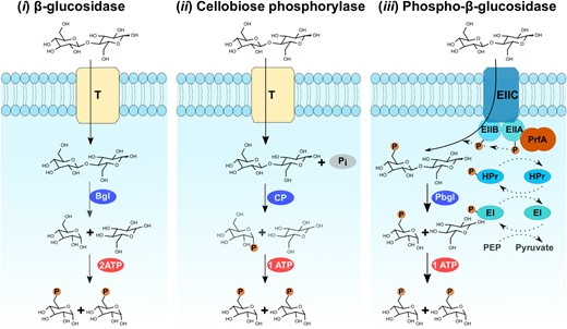 Identification and functional verifications of genes related to three well-known cellobiose-metabolizing pathways in gut microbiome of G. brachycerastes. T:transporter, Bgl:β-glucosidase, CP: cellobiose phosphorylase, Pbgl:6-phospho-β-glucosidase, Pi:inorganic phosphate, EII:sugar-specific membrane components of PEP-PTS, HPr and EI soluble components of PEP-PTS