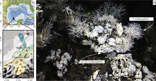 The encrusting sponge Hymedesmia (Stylopus) methanophila sp. nov. and the branching sponge Iophon methanophila sp. nov. colonize asphalt seeps at Campeche Knolls. a Geographic location of Campeche Knolls and the sponge collection sites, Chapopote and Mictlan. b MARUM-QUEST ROV image of H. (S.) methanophila and I. methanophila at Chapopote. Galatheid crabs graze on the sponges