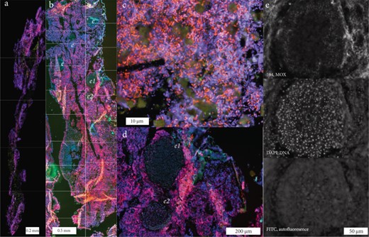 Fluorescence in situ hybridization (FISH) images of the symbiotic methane-oxidizing bacteria (MOX) in Campeche sponges. FISH was performed with a probe specific to the symbiotic MOX on 10 μm thick sections of I. methanophila and H. (S.) methanophila. Colors: MOX symbionts, magenta; DNA (DAPI staining), blue; autofluorescence at ~520 nm with ~490 nm excitation (FITC filter), green. a Overview of I. methanophila. The image is a mosaic of five aligned images (lines mark borders between the images). b Overview of H. (S.) methanophila. The image is a mosaic of twenty aligned images (lines mark borders between the images, e: embryos in various developmental stages. c MOX symbionts are abundant in the mesohyl of I. methanophila. d Detail of embryos labeled e1 and e2 in panel (b). e FISH images of embryo labeled e2 in panel (b) using gray intensity representation to distinguish FISH signal of MOX symbionts (top panel) from DAPI staining (middle panel) and autofluorescence (bottom panel). Images from the mosaics, additional images of MOX in tissues of H. (S.) methanophila embryos and 3-dimensional z-stack reconstructions are available at https://figshare.com/projects/Fueled_by_methane_Deep-sea_sponges_from_asphalt_seeps_gain_their_nutrition_from_methane-oxidizing_symbionts/23020
