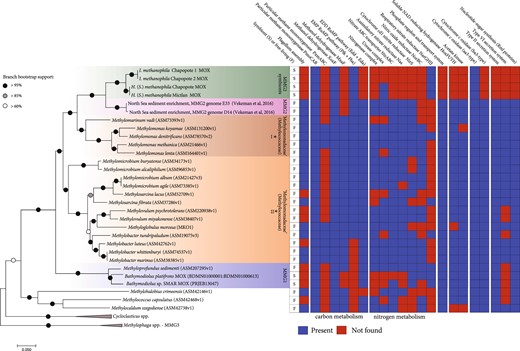 Phylogenomic tree and metabolic repertoire of the sponge MOX symbionts and related bacteria (45 sequences total). The sponge MOX symbionts and the two free-living MOX from North Sea sediment enrichments (provided by B. Vekeman) are currently the only genomes available for the MMG (Marine Methylotrophic Group) 2, although 16S rRNA data indicates that they are widespread (see Supplementary Figure S3 16S rRNA tree). Eighteen single-copy markers as defined in the AMPHORA core bacterial phylogenetic marker database were used in the analysis. The tree is drawn to scale, with branch lengths representing the number of substitutions per site. The percentage of trees in which the associated taxa clustered together was determined based on 100 bootstrap resamples. The analysis included 3706 positions. *These clades were formerly included in the family Methylococcaceae, and recently placed together with the MMG1 and MMG2 clades within the family ‘Methylomonadaceae’ (order Methylococcales), based on the Genome Taxonomy Database