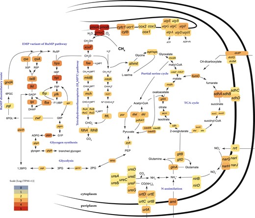 Central carbon and nitrogen metabolism in the sponge MOX symbionts. The reconstruction is based on the genomes of I. methanophila and H. (S.) methanophila symbionts and on the average expression in the two transcriptomes of H. (S.) methanophila symbionts. Boxes represent enzyme subunits and the abbreviations represent the genes that encode the respective subunit. Boxes are colored according to the expression value of the gene. The following genes are abbreviated: pmoABC, particulate methane monooxygenase subunits A, B and C; xoxF, methanol dehydrogenase; fae, formaldehyde activating enzyme; mtdB, methylene tetrahydromethanopterin dehydrogenase; mch, methenyltetrahydromethanopterin cyclohydrolase; fhcABCD, formyltransferase/hydrolase complex; fdhAB, formate dehydrogenase subunits alpha and beta; mtdA, methylene tetrahydrofolate/methylene tetrahydromethanopterin dehydrogenase; ftfL, formate-tetrahydrofolate ligase; hps, 3-hexulose-6-phosphate synthase; hpi, 6-phospho-3-hexuloisomerase; pfk, pyrophosphate-dependent phosphofructokinase; fbp, fructose-1,6-bisphosphatase; fba, fructose-bisphosphate aldolase; tpi, triosephosphate isomerase; tkt, transketolase; talB, transaldolase; rpe, ribulose-phosphate 3-epimerase; rpiA, ribose-5-phosphate isomerase; gpi, glucose-6-phosphate isomerase; zwf, glucose-6-phosphate 1-dehydrogenase; pgl, 6-phosphogluconolactonase; gndA, 6-phosphogluconate dehydrogenase; gapdh, glyceraldehyde 3-phosphate dehydrogenase; pgk, phosphoglycerate kinase; gpml, 2,3-bisphosphoglycerate-independent phosphoglycerate mutase; eno, enolase; pyk, pyruvate kinase; por, pyruvate-flavodoxin oxidoreductase; dlat, acetyltransferase component of pyruvate dehydrogenase complex; dld; dihydrolipoamide dehydrogenase of pyruvate or 2-oxoglutarate dehydrogenase complexes; pdhA1, pyruvate dehydrogenase E1 component subunit alpha; oadABG, oxaloacetate decarboxylase, alpha, beta and gamma chains; pgm, phosphoglucomutase; glgC, glucose-1-phosphate adenylyltransferase; glgA, glycogen synthase; glgB, 1,4-alpha-glucan branching enzyme; smht, serine hydroxymethyltransferase; agt/sgaA, serine-glyoxylate aminotransferase; mclA, malyl-CoA lyase; mtkAB, malate thiokinase, alpha and beta subunits; mdh, malate dehydrogenase; gltA, citrate synthase; acn, aconitase; idh, isocitrate dehydrogenase; sucA, 2-oxoglutarate dehydrogenase E1 component; dlst, dihydrolipoyllysine-residue succinyltransferase component of 2-oxoglutarate dehydrogenase complex; sucCD, succinate-CoA ligase subunits beta and alpha; sdhABCD, succinate dehydrogenase complex subunits; fumC, fumarate hydratase; dctMPQ, C4-dicarboxylate TRAP transporter subunits; gltDB, glutamate synthase, large and small chains; glnA, glutamine synthetase; amt, ammonium transporter; nrt, nitrate transporter; nirBD, assimilatory nitrite reductase small and large subunits; narGHIJ, respiratory nitrate reductase, alpha-gamma subunits; urtABCDE, urea ABC transport system subunits; ureABCDEFG, urease subunits; atpABCDEFGH, subunits of the membrane-bound ATP synthase; cox123, cytochrome c oxidase subunit I-III; cytc1, cytochrome c-1, cytochrome b-c1 complex; urc1, cytochrome b-c1 complex subunit 1; cytb, cytochrome b, cytochrome b-c1 complex