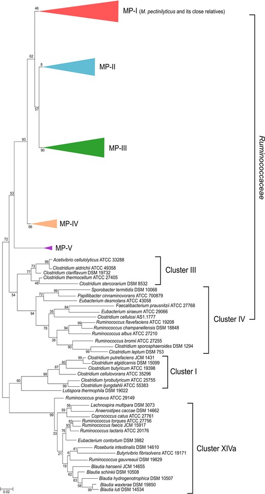 Phylogenetic analysis reveals M. pectinilyticus is a human gut commensal from a previously unexplored taxonomic branch of Ruminococcaceae. This novel branch of Ruminococcaceae consists of polyphylectic sequence clusters (MP-I to MP-V) in which M. pectinilyticus and closely related uncultured bacterial 16S rRNA gene sequences are phylogenetically placed in the MP-I cluster. The identity of 16S rRNA gene sequences from each MP cluster is given in Supplementary Information S1. Bootstrap values were calculated using 2000 re-samplings