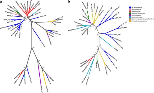 PL1 and CE8 domain sequences of M. pectinilyticus form discrete species-specific clusters. The PL1 a and CE8 b catalytic domains were extracted from enzyme sequences, aligned, and used to construct a maximum-likelihood phylogenetic trees. Reference sequences were chosen based on the highest BlastP identity matches to M. pectinilyticus PL1 and CE8 sequences. GenBank accession numbers and bootstrap values from 1000 re-samplings are indicated. Bacterial source of sequences are indicated with colours. Extended phylogenetic trees are given in Supplementary Information S5