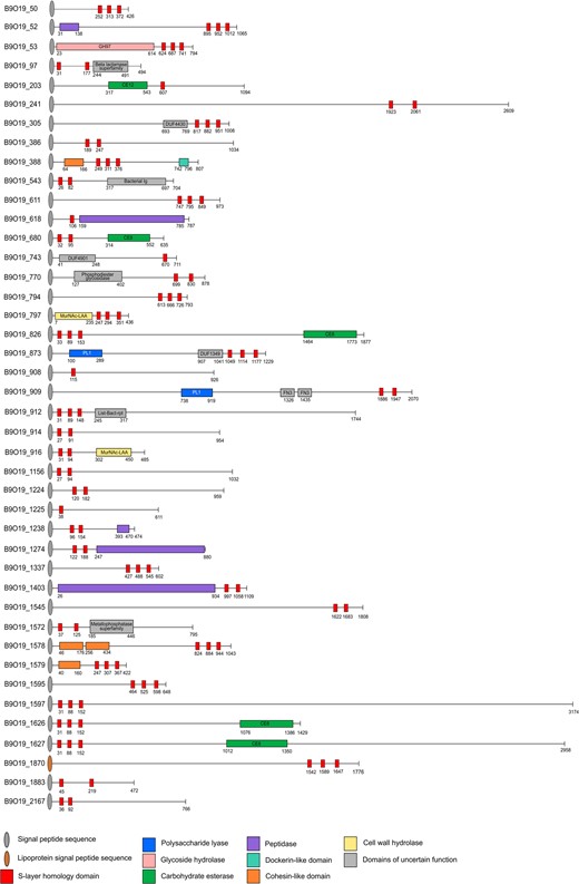The 42 SLH module-containing proteins of M. pectinilyticus contain few identifiable domains, including pectin-degrading CAZymes, putative dockerins and cohesins, and FN3- and Big-like domains with presumed functions in carbohydrate-binding and degradation. Protein lengths are drawn to scale. Amino acid positions are indicated with numbers. Predicted protein domains are shown as rectangles, and coloured according to the domain category shown in the key. Where possible, additional domain details are labelled within domain rectangles. Remaining regions, with no known homology to existing protein domains, are represented by lines