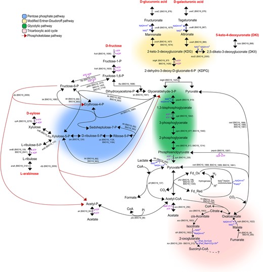 Reconstruction of sugar metabolism by M. pectinilyticus. Colour shadings distinguish major metabolic pathways. Arrows indicate the direction of enzymatic reactions. Locus tag numbers are given. KEGG numbers and enzyme identities of each gene are given in Supplementary Information S8. Question mark indicates missing genes (scs and sdh) in an otherwise complete TCA cycle