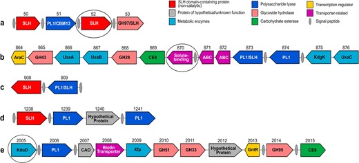 Organization of gene clusters related to pectin degradation/utilization functions. Gene orientation is indicated by arrows. Locus tag numbers (B9O19) are indicated. Colours corresponding to the predicted gene product function categories are indicated in the key. Genes corresponding to the proteome products that are upregulated in response to pectins (Fig. 7) are circled. a, c, d Genes encoding pectin-degrading CAZymes that are located adjacent to the genes coding for SLH proteins. b, e ‘Pectin clusters’. CAO, copper amine oxidase-like domain-containing protein