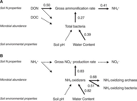 Hierarchical relationship among soil environmental properties, microbial abundances, and nitrogen transformations. The path diagrams represent the full and final models used to describe the relationship between the gross ammonification rate (a) and gross nitrification rate (b). The numbers associated with the arrows between two variables are the partial regression coefficients derived from multiple regressions. The solid and dashed arrows were significant (p < 0.05) and insignificant in the final model, respectively