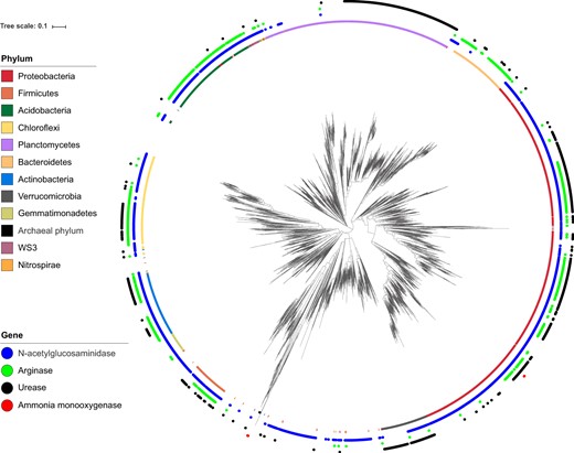Phylogenetic diversity of operational taxonomic units (OTUs) predicted to possess the genes for N-acetylglucosaminidase, arginase, and urease and identified as archaeal and bacterial ammonia oxidizers. These OTUs were mapped onto the phylogenetic tree of all OTUs along the forest slope. The inner ring shows the taxonomy at the phylum level. The phylum with their abundance >1% were illustrated. For a small portion of OTUs, taxonomic assignment did not match tree topology; however, no manual curation was attempted