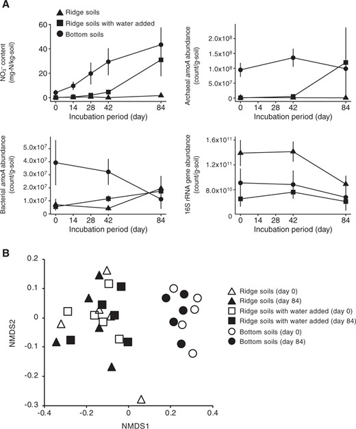 Microbial responses to water manipulation. Nitrate content (a) and archaeal (b) and bacterial (c) amoA abundances in three soil sets: soils taken at the ridge (dry soils, 23% soil water content on average), soils taken at the valley (wet soils, 43%), and soils taken at the ridge with water added to the same level as that in soils at the valley (wet soils, 43%). Nonmetric multidimensional scaling ordination showing the change in the composition of the ammonifier (total microbial) community in the three soil sets during the 84-day incubation (d)