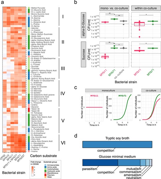 Realized carbon metabolism and growth. a Profiles of carbon substrate use of Acinetobacter sp. (MYb10), Pseudomonas lurida (MYb11), Ochrobactrum sp. (MYb71), Ochrobactrum sp. (MYb237), and E. coli OP50 in BIOLOG GN2 plates over 46 h. The fold-change in indicator dye absorption from 0 to 46 h indicates that the particular compound is metabolized. k-means clustering (k = 7) of substrates by fold-change highlights metabolic differences between strains. See Supplementary Fig. S5 for cluster VII with substrates used poorly across most strains. b Colony-forming units per ml (CFU/ml) of MYb11 and MYb71 in mono- and co-culture at 48 h in alpha-d-glucose and sucrose-containing minimal media. The horizontal and dashed lines indicate mean and SD of CFU/ml at inoculation. Statistical differences were determined using Mann–Whitney U-tests and corrected for multiple testing using fdr, where appropriate. Significant differences are indicated by stars (** for P < 0.01; * for P < 0.05). Data from three independent experiments is shown. c In silico growth of MYb11 and MYb71 in mono- and co-culture in sucrose-thiamine medium using BacArena with an arena of 20 × 20 and five initial cells per species. d Bacterial interaction types observed during in silico co-cultures of all combinations of the 77 microbiota isolates and OP50
