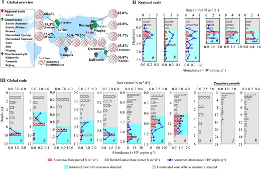 Global-scale occurrence, significance and contribution of anammox in aquifer systems. a Global overview of the sampling characteristics of upland soil cores and the contribution of anammox to total N-loss in aquifer systems. Pie charts represent the ratios of anammox or denitrification process contributions to N-loss in the soil cores. b The regional scale (24 km, Anxin county, Hebei province, China) occurrence, activity and contribution of anammox in aquifer systems. a−f represent different soil cores with a pair-wise distance of 7.0, 7.0, 4.0, 4.5 and 1.5 km, successively. c The global-scale occurrence, activity and contribution of anammox in aquifer systems, with three counter-examples. Potential rates are expressed as depth-integrated values with flux units of mmol N m−2 d−1. The saturated and unsaturated soil are indicated in light blue and gray, respectively. The anammox abundance was below the detection limit (<103 copies g−1) with no positive 15N tracing results for the potential rate of anammox in unsaturated soil. All potential rate and abundance data are expressed as the mean value ± s.e. (standard error, n = 5)