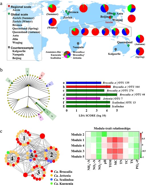 High-throughput sequencing, ecological network analysis and environmental mechanisms of the anammox community in global aquifer systems. a Global overview of the anammox bacterial community structure in saturated soils. Pie charts represent the anammox bacterial diversity and composition. Compositions were determined using high-throughput sequencing analysis (97% cut-off) and were identified via a Neighbor-Joining method using MEGA 6.0, with the hzsB gene sequences of the cultured anammox species. b Different species in the six sites identified by LEfSe with LDA values of 2.0. Colors show the samples with differences in the most abundant OTUs. c Nonlinear RDA ordination plots show the correlations between anammox bacterial community structures and environmental factors. d Molecular ecological networks of the subsurface interface of saturated and unsaturated soils. Nodes represent OTUs, node colors represent different anammox species, and node links show the interactions among different OTUs within the module