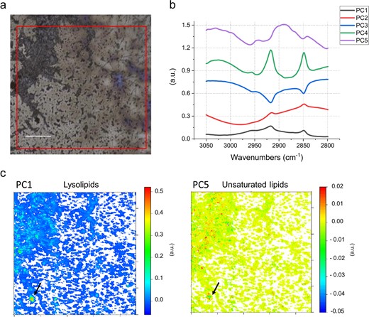a Field of view in FTIR, 1 × 1 mm (red square). b First five PCA loadings accounting for ~90% of the variance. They describe the directions of maximum variability of the analyzed system. The figure presets the first five vectors, that spectroscopically can be assigned, by similarity of shape and band position, to different types of lipids. c False color maps representing PCA scores PC1 and PC5, respectively. These maps show how the different lipids represented by the eigenvectors in (b), are distributed in the sample. The comparison of the spectral features of the loadings and the reference spectra in Fig. S11 allow assignment of PC1 to lysolipids and PC5 to unsaturated/branched lipids. The arrows point to a hotspot of cells indicating a particularly high distribution of lysolipids (PC1), surrounded by several smaller hotspots of unsaturated/branched lipids (PC5). Given the micrometric lateral resolution of the image (each pixel is 2.6 µm) it is possible to hypothesize that there is a small group of cells in the hotspot area, which is characterized by distinct membrane lipid composition. This can also be observed in other spots throughout the measured biomass. Loadings of the PCA over the whole 900–3700 cm−1 spectral range are provided in Fig. S12. Scale bar 200 µm.