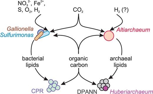 Organic carbon and lipids are produced by Gallionella, Sulfurimonas, Altiarchaeum spp. or other autotrophs, redistributed through the ecosystem and acquired by other community members including CPR bacteria and DPANN archaea.