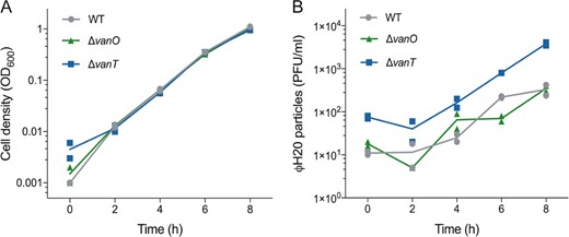 (a) Optical densities (OD600) of cultures of V. anguillarum wildtype, ΔvanT, and ΔvanO strains were measured at 2 h intervals over an 8 h period of incubation in the presence of cell-free spent supernatant obtained from a culture of wildtype V. anguillarum BA35 grown to mid-log phase. The depicted variation in cell density measured at the initial timepoint is largely due to the technical limitations of the spectrophotometer, as the values are at or below the detection limit of the instrument. (b) The corresponding abundances of phage particles per milliliter (PFU ml−1) were quantified by plaque assay. Lines represent the averages of duplicate measurements represented as symbols.