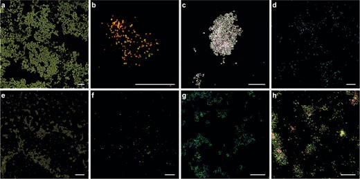 Fluorescent micrographs of 1,7OD pre-incubated cells of aNitrosomonas europaea, bNitrospira inopinata, cMethylotetracoccus oryzae, dMethylosinus sporium M29, eMethylacidiphilum fumariolicum SolV, fMethylocella tundrae, gRhodococcus sp. strain ZPP, and hThauera butanivorans. Cells were stained with the activity-based labeling protocol (shown in green) and FISH probes specific for a AOB (Nso190, Neu653, Nso1225; red), bNitrospira (Ntspa662, Ntspa712; red), c, f Gammaproteobacteria (Gam42a; red), d Alphaproteobacteria (Alf0001b, Alf0968; red), e Verrucomicrobia (EUB338III; red), h Betaproteobacteria (Bet42a; red), and a–f, h) all bacteria (EUB338mix; blue). Cells in g were counterstained with DAPI (blue). Scale bars correspond to 20 µm.