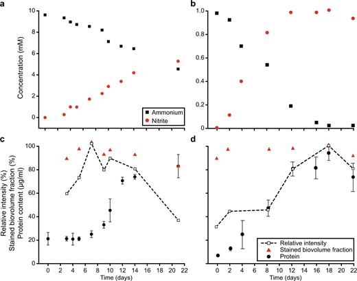 Ammonium consumption and nitrite production activity by aNitrosomonas europaea and bNitrosospira multiformis during the incubation period. Growth of cN. europaea and dN. multiformis as indicated by protein content, and its relation to the relative fluorescent signal intensity observed, as well as the biovolume fraction of the culture stained by the activity-based labeling protocol. Bacterial growth data are fitted to a Hill equation. Error bars represent standard deviation of technical triplicates of protein measurements.