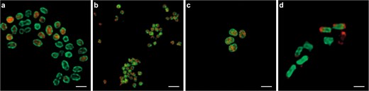 Cells of aNitrosomonas europaea, bNitrospira inopinata, cMethylotetracoccus oryzae, and dMethylocella tundrae are stained with the fluorescent activity-based labeling protocol (shown in green) and specific FISH probes (shown in red): a AOB (Nso190, Neuo653, Nso1225), bNitrospira (Ntspa662, Ntspa712), c Gammaproteobacteria (Gam42a), and d Alphaproteobacteria (Alf0001b, Alf0968). The scale bars correspond to 1 µm.
