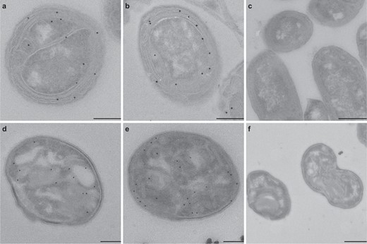 Electron micrographs showing a–cNitrosomonas europaea and d–fMethylotetracoccus oryzae cells pre-incubated (a, b, d, e) with and (c, f) without 1,7OD (control). Scale bars correspond to 0.5 μm.
