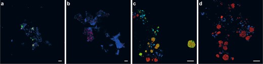 Fluorescent micrographs showing a, b a culture containing Ca. N. nitrosa and Ca. N. nitrificans and c, d a nitrifying enrichment culture pre-incubated (a, c) with and (b, d) without 1,7OD (control). Cells are stained with the activity-based labeling protocol (shown in green) and FISH probes specific for Nitrospira (Ntspa662, Ntspa712; shown a, b in red and c, d in blue), c, d ammonia-oxidizing bacteria (Nso190, NEU653, Nso1225; in red), and a, b all bacteria (EUB338mix; in blue). Scale bars correspond to 10 µm.