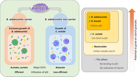 Left: Two consequences of the gut microbiota after ingestion of pSt, which are determined by the posession of B. adolescentis. Right: Interspecies hierarchy of potential to grow efficiently using starch granules.