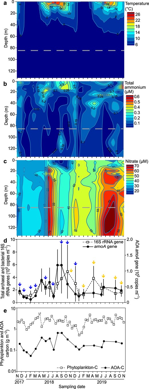 Seasonality of physico-chemical parameters (a−c), the total archaeal and bacterial picoplankton as well as the AOA population at 85 m depth (d), and the carbon budget of the phytoplankton and AOA population (e) over two consecutive years in the water column of Lake Constance. Please note that the carbon budget values are shown on a logarithmic scale. The sampling depth for qPCR, metagenome and metatranscriptome analyses is indicated as a dashed gray line at 85 m. Arrows indicate time points for metagenome (blue) and metatranscriptome (yellow) sampling. qPCR analyses were done in replicates of 3 or 4, except for December 18th, 2018, where only duplicates could be measured for the AOA amoA.