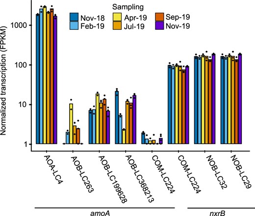 Transcription of amoA (encoding ammonia monooxygenase subunit A) as functional marker for all ammonia oxidizers, nxrB (encoding nitrite oxidoreductase subunit B) as functional marker for all nitrite oxidizers, or both genes in the same MAG as indicator for comammox bacteria is shown across all identified nitrifying microorganisms. Bars represent the mean of three replicates, except for the February and April samples, where only two replicates could by analyzed. Individual replicates are indicated by single dots. FPKM values below 1 were set to 1 for a better representation on a log10-scale. FPKM, fragments per kilobase of transcripts per million mapped reads.