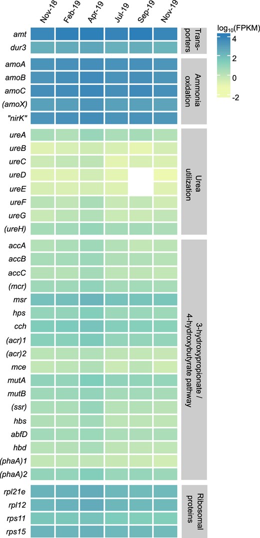 As reference housekeeping genes, the two highest transcribed genes encoding either proteins of the large (rpl12, rpl21e) or small ribosomal subunit (rps11, rps15) are shown at the bottom. Transcription values are represented as log10-transformed mean FPKM (fragments per kilobase of transcripts per million mapped reads) values for every time point. Values represent the mean of three replicates, except for the February and April samples, where only two replicates could by analyzed. No transcription of a specific gene is indicated in white. Putatively annotated genes are given in brackets; gene duplicates were consecutively numbered.