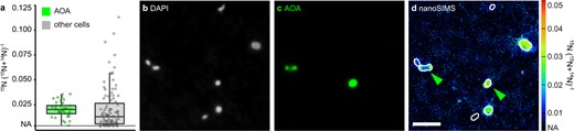 (a) 15N- enrichment of AOA (n = 37) and non-target cells (n = 105) after addition of 15N-ammonium. Representative images of (b) DAPI-stained cells, (c) corresponding CARD-FISH signals with a Nitrososphaeria-specific probe, and (d) the corresponding 15N-enrichment determined by nanoSIMS; green arrows indicate AOA; NA Natural abundance; scale bar = 2 µm.