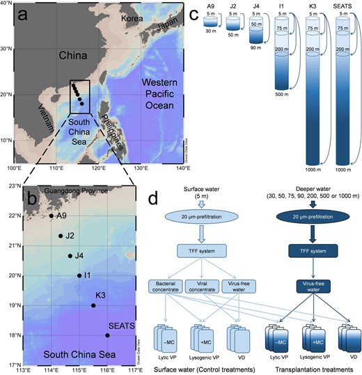 The seawater samples were collected from the total 19 layers of the six stations (a, b, generated by Ocean Data View 4 software, https://odv.awi.de/). The transplantation experiments of surface bacterial/viral concentrate (5 m depth) mixed with virus-free seawater of each deeper layer were performed at the six stations (c, d). The schematic diagram of the transplantation experiments is shown (d) and detailed in the text. Abbreviations represent tangential flow filtration (TFF), incubation with mitomycin C (+MC), incubation without mitomycin C (–MC), viral production (VP) and viral decay (VD).