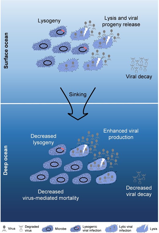 When the surface bacterial/viral communities sank into the deep ocean, both lytic and lysogenic VPR significantly increased, which was mainly due to the increased BS, and triggered the switch from the lysogenic to lytic strategy, which was confirmed by the decline in the FLC. However, the VMM and VDR decreased obviously, probably due to cooling inhibition.