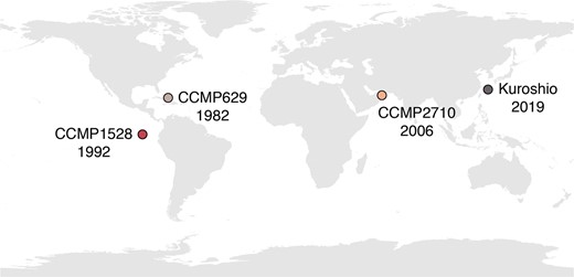 The year that each strain was originally isolated is displayed below each strain’s name. “CCMP” strains were obtained from the National Center for Marine Algae and Microbiota in Boothbay, Maine, U.S.A. The Kuroshio strain was isolated for this study.