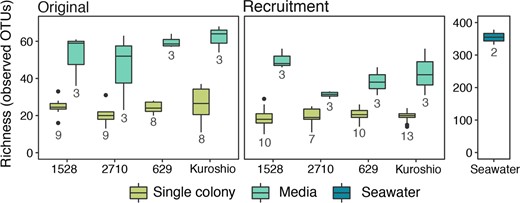 Results from the four Phaeocystis globosa strains are plotted separately along the x-axis. The number of biological replicates (n) for each sample type is included below the corresponding box. Note that the observed richness in the inoculating seawater is plotted on a separate y-axis due to the much higher diversity in these samples. Boxes denote the 25th to 75th percentile ranges for each sample type; the center bar is the median; whiskers show 1.5 times the interquartile range above the 75th percentile and below the 25th percentile; outlier points are values outside 1.5 times the interquartile range above the 75th percentile and below the 25th percentile. Media-associated bacterial communities are significantly more diverse (higher richness) than colony-associated bacterial communities (pairwise Wilcox test, p < 0.001).