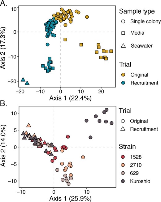 A PCoA of Aitchison distance between all samples with point shape representing sample type (single colony, media, or seawater) and point color representing trial (original or recruitment). Four main clusters are visible: colony-associated communities, original media-associated communities, recruited media-associated communities, and communities in seawater. Coloration reveals that the colony-associated community cluster is split by trial. B PCoA of Aitchison distances between single-colony samples only, with point shape representing trial (original or recruitment) and color representing P. globosa strains. Samples separate by strain among original colony-associated communities, especially the Kuroshio strain original colonies, but this differentiation collapses among recruited colony samples. Phaeocystis strain-level differences in colony microbiomes were significant among the original colony samples (p < 0.001, PERMANOVA, 999 permutations), but not among the recruitment trial colony samples (p = 0.117, PERMANOVA, 999 permutations).