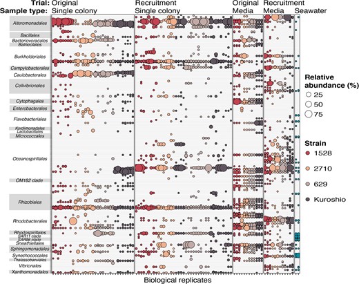 Data were subset to include only OTUs that were present in at least one single-colony or media sample (i.e., not only present in seawater)—reducing the number of unique OTUs from 781 to 341—and the relative abundance of each remaining OTU in every sample is represented by bubble size. Bubbles are colored by P. globosa source strain or inoculating seawater and are grouped by trial (original or recruitment) and sample type (single colony, media, and inoculating seawater). Columns are biological replicates of each sample type and rows are individual OTUs. OTUs are grouped on the y-axis by taxonomic orders, which appear alphabetically.